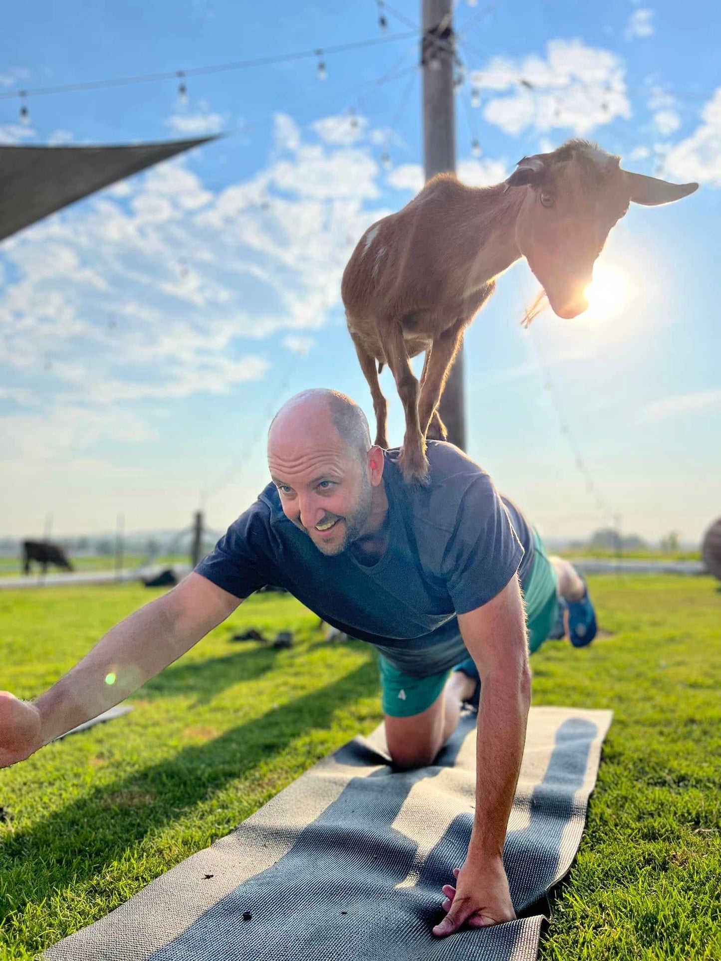 Goat Yoga