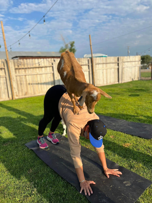 Goat Yoga
